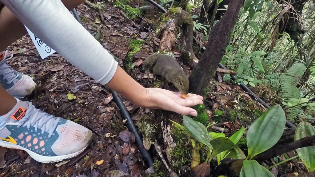 Kinabalu Squirrel